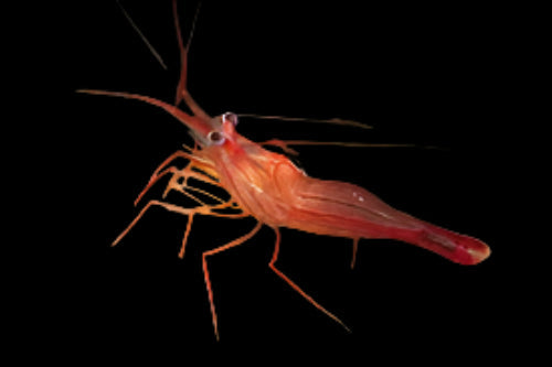 Peppermint Shrimp