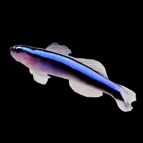 Bluestripe Neon Goby (Tank Raised)