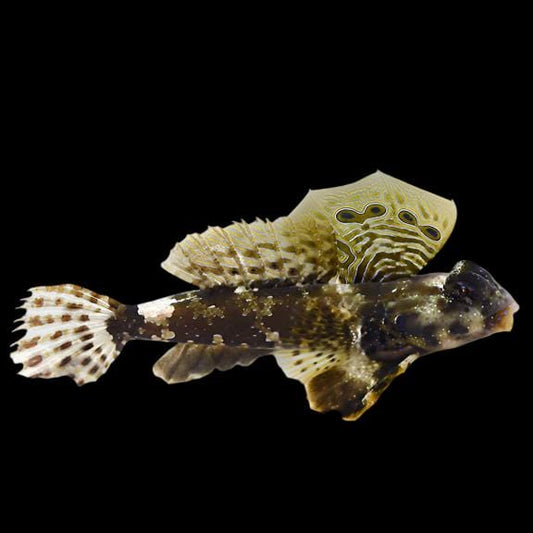 Scooter Blenny