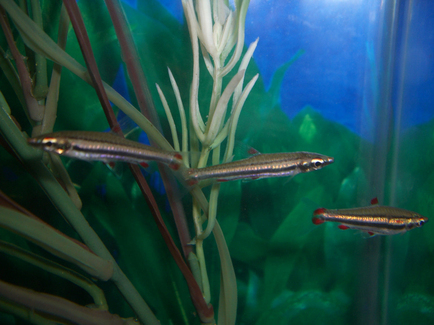 Three Lined Pencilfish (school of 5)