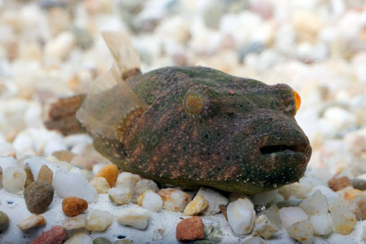 Hairy Puffer