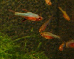 Red Axelrodi Rasbora