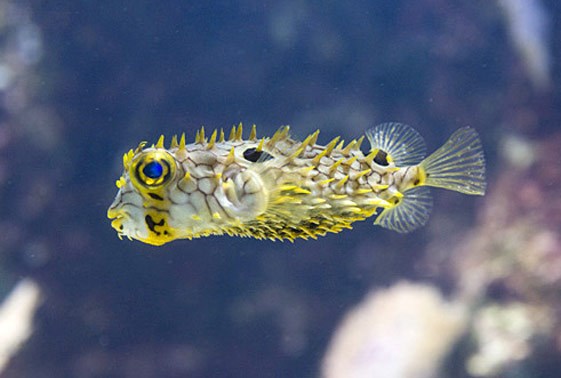 Spiny Box Burr Puffer