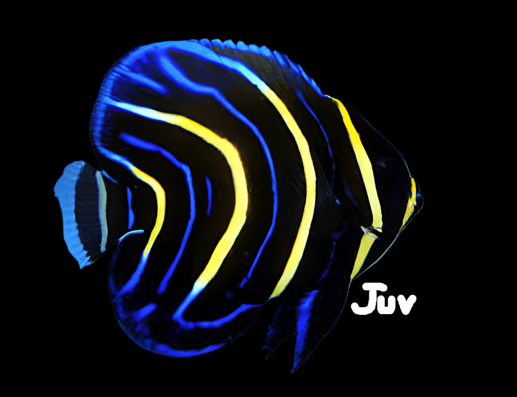 Cortez Angelfish - Juvenile