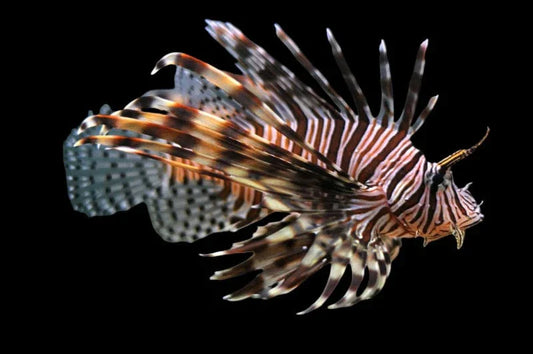 Volitan Lionfish (Africa)