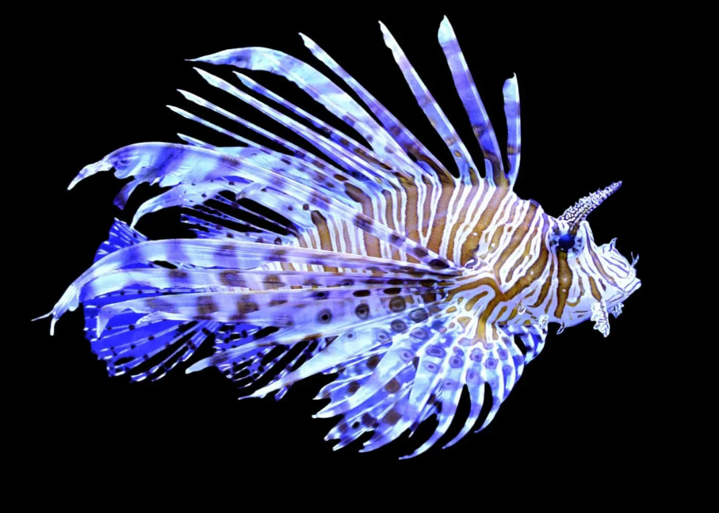 Volitan Lionfish