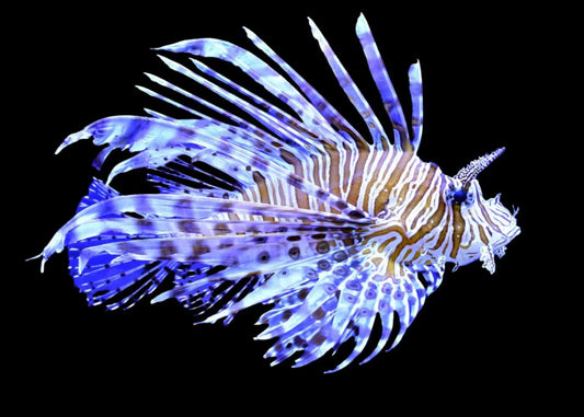 Volitan Lionfish